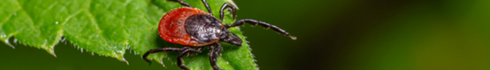 Bug on leaf